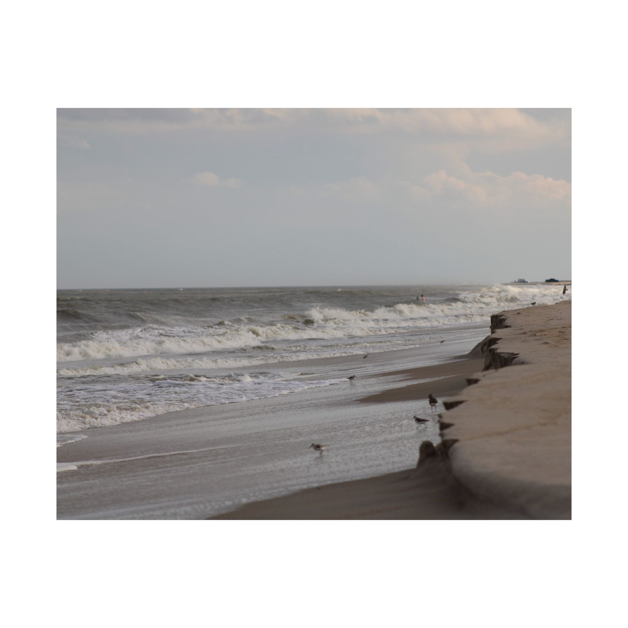 Assateague Island Posters